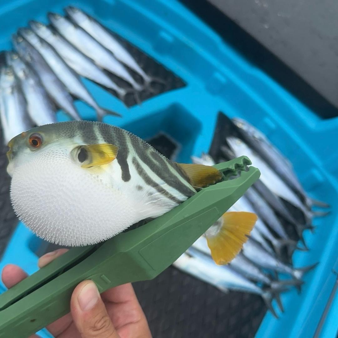 莲花岛未签约钓手