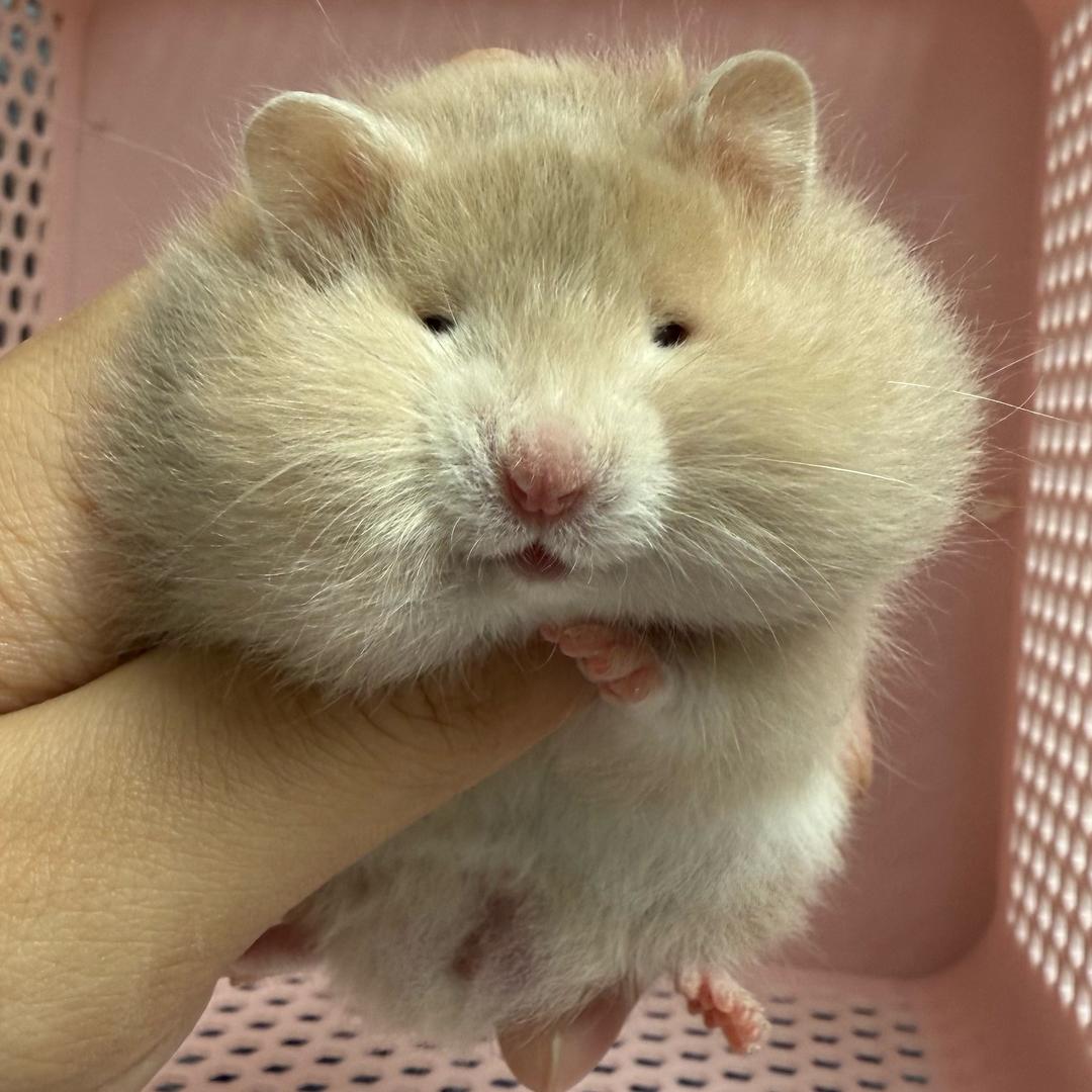 呼伦贝尔第一中单