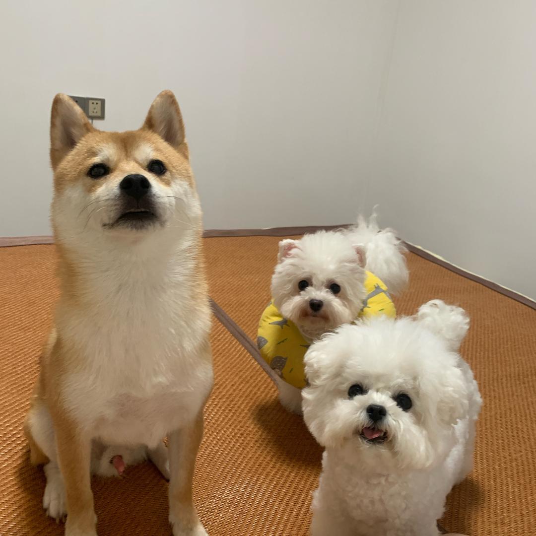 多多是比熊