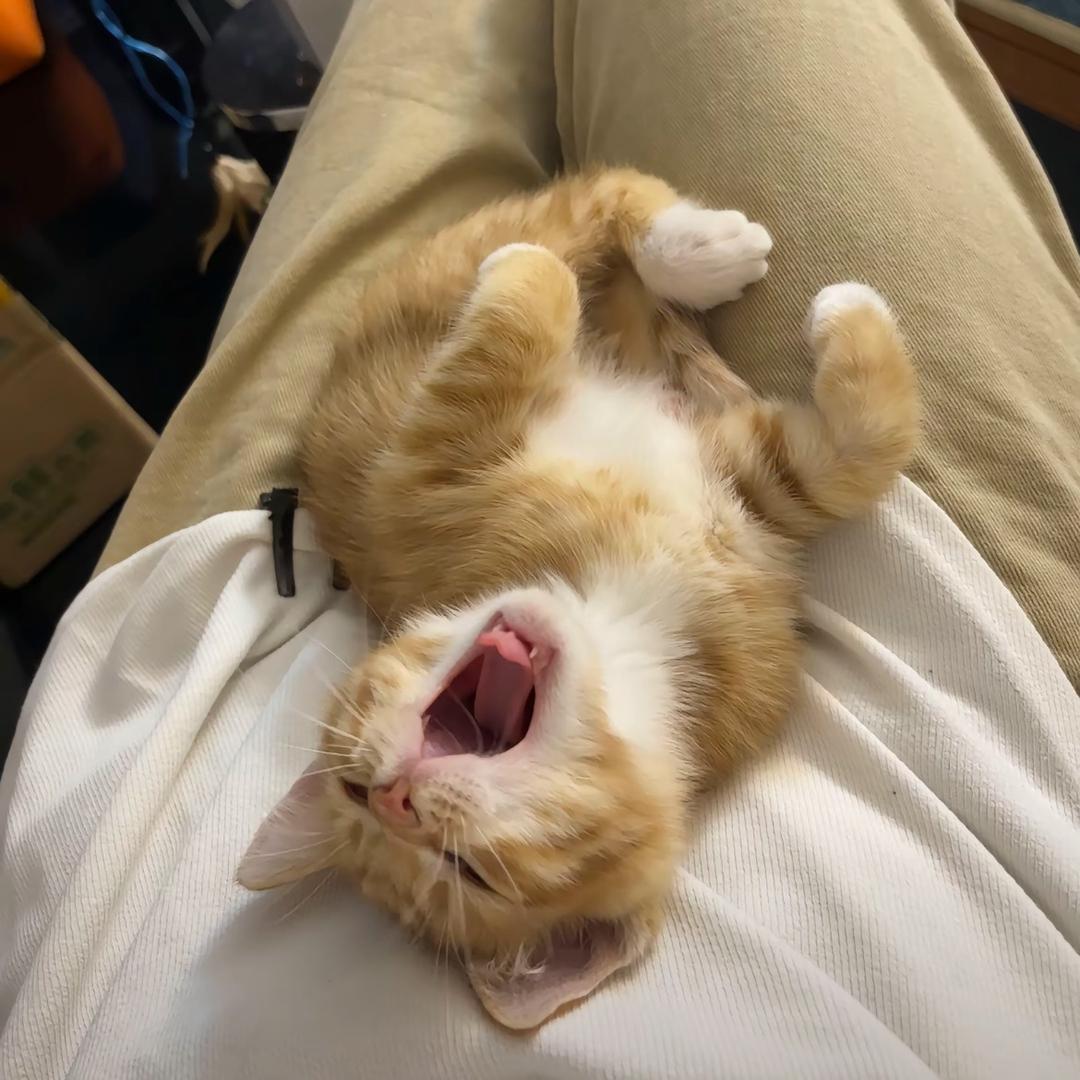 长的丑还是辣条音