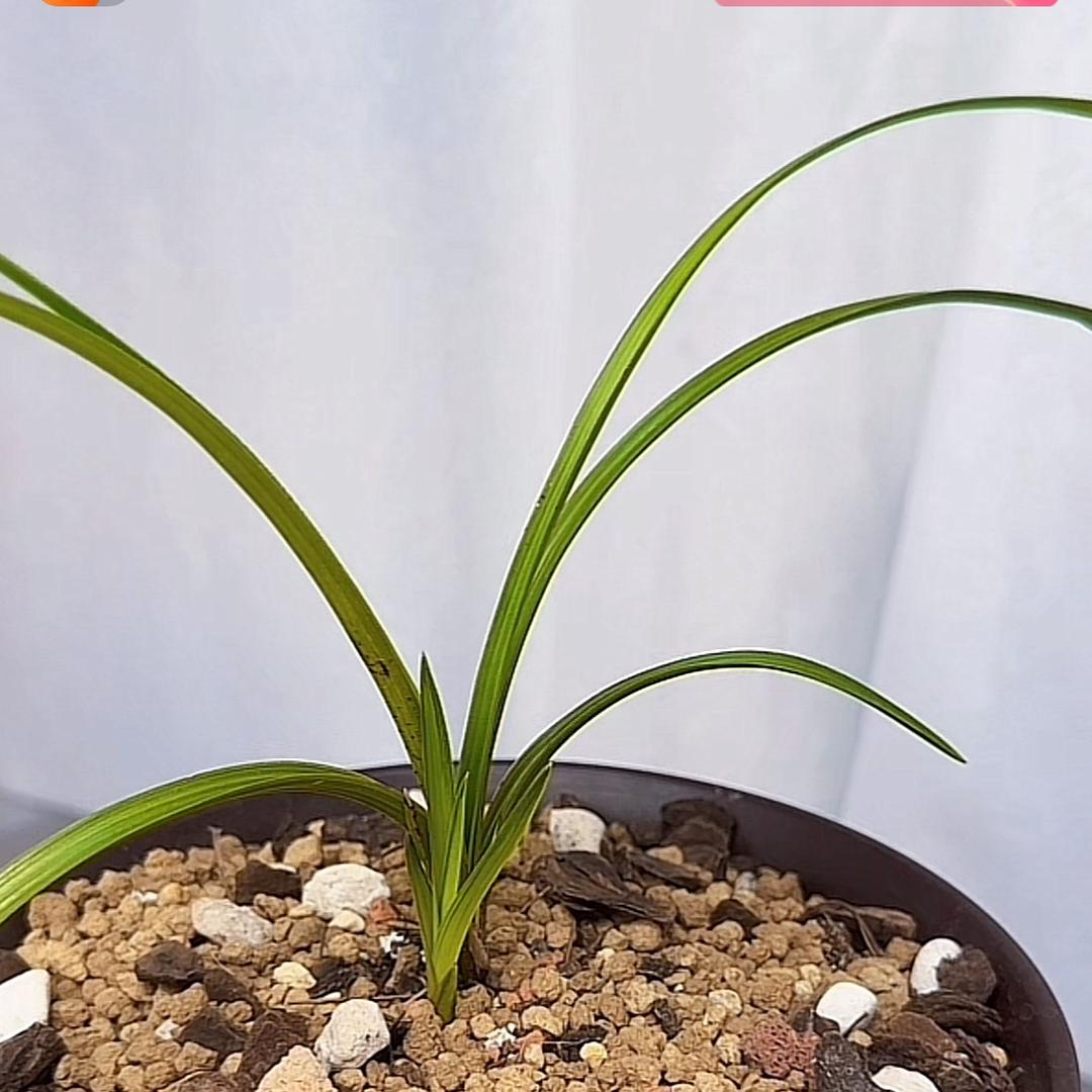 刘勇（兰茶阁）