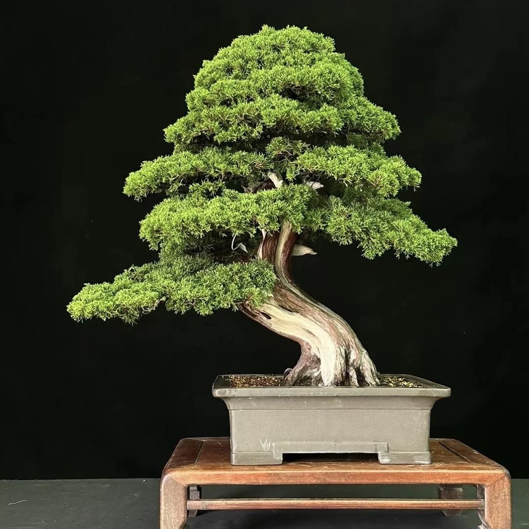 小王庭院景观树