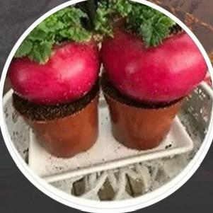 阳
