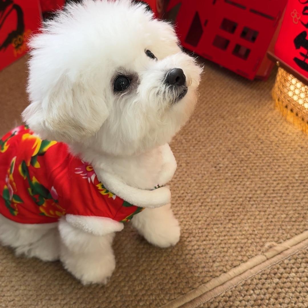 小妹西西是比熊