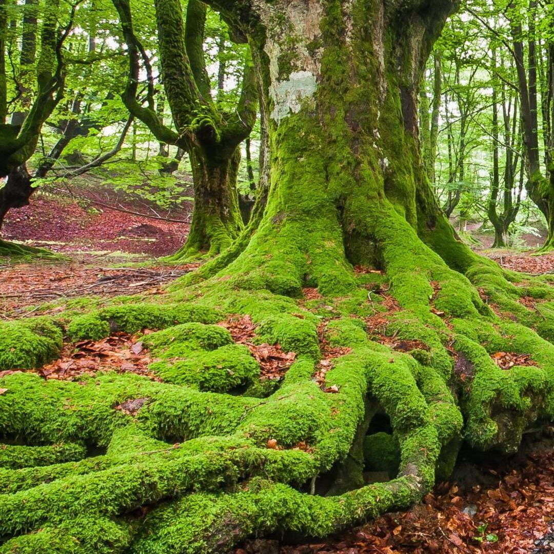 有得训大佬（人人为我版本）