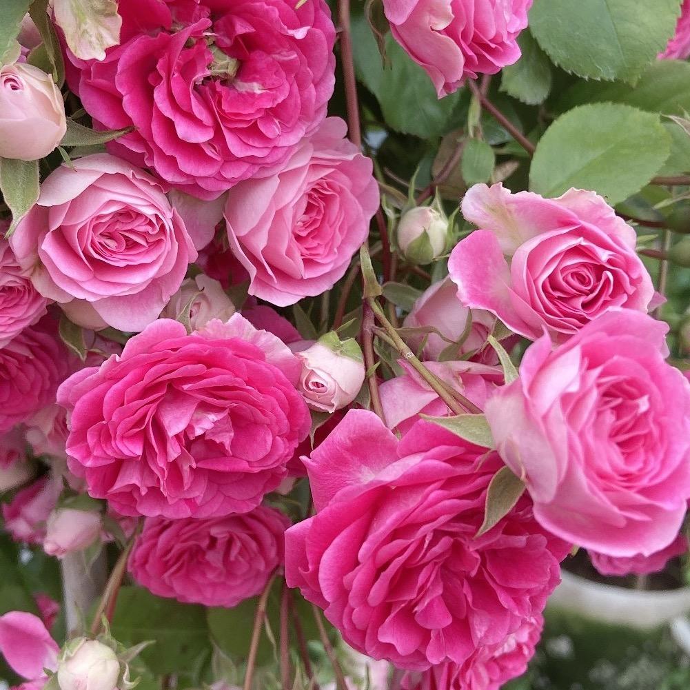 文博花卉月季园