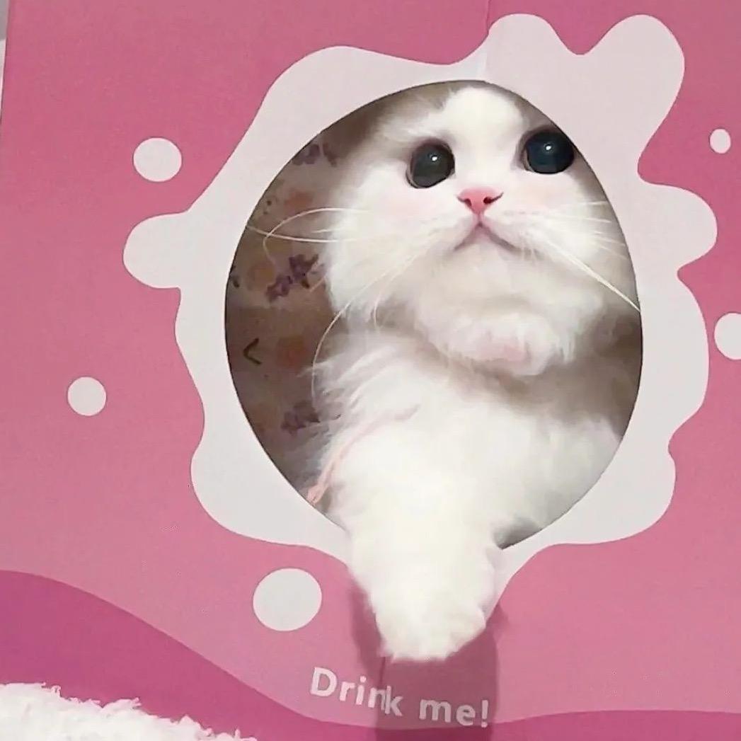 猫儿这个萌🍰