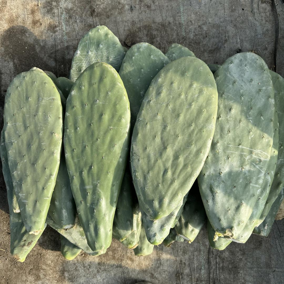 食用仙人掌🌵