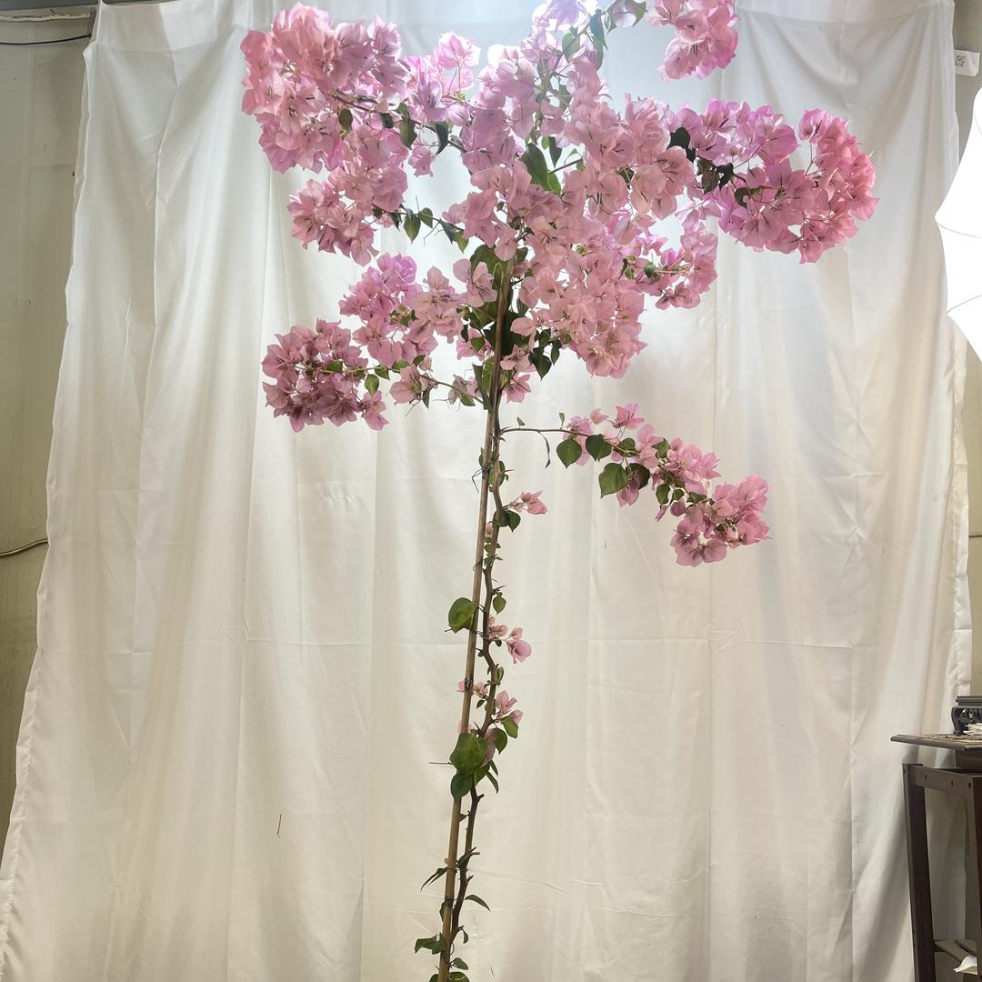 花半田绿植（三角梅花卉）