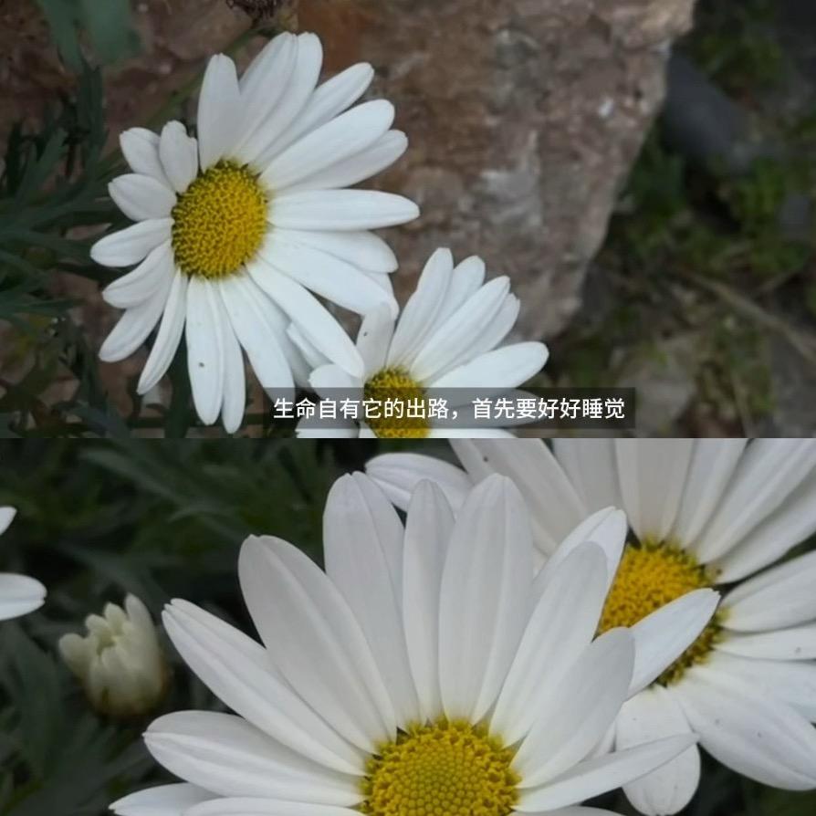 加文'GOFORWARD