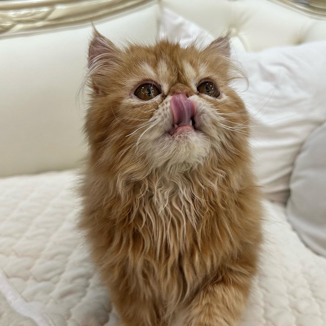猫砂厂长和她的冤种助理