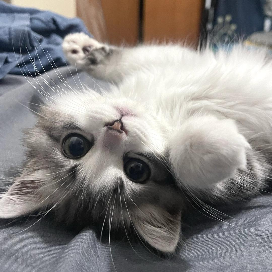 猫猫Cat