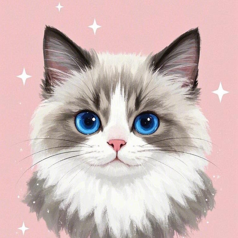 洛洛猫穿搭指南