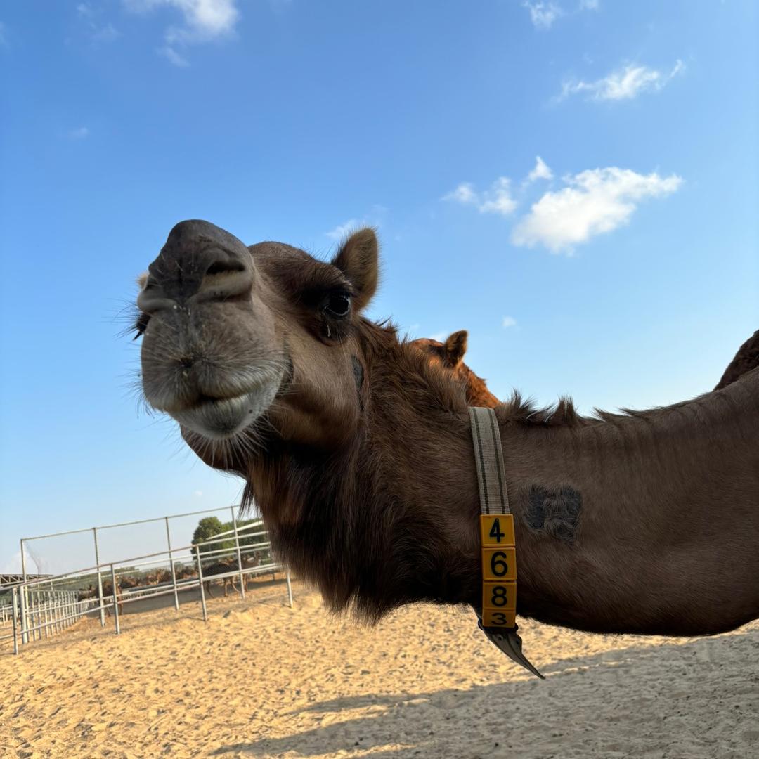 CAMELICIOUS纯驼奶粉