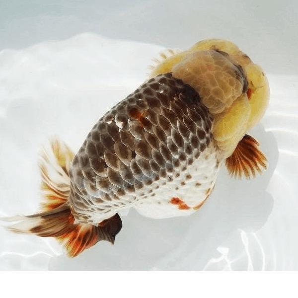 吉鹿金鱼