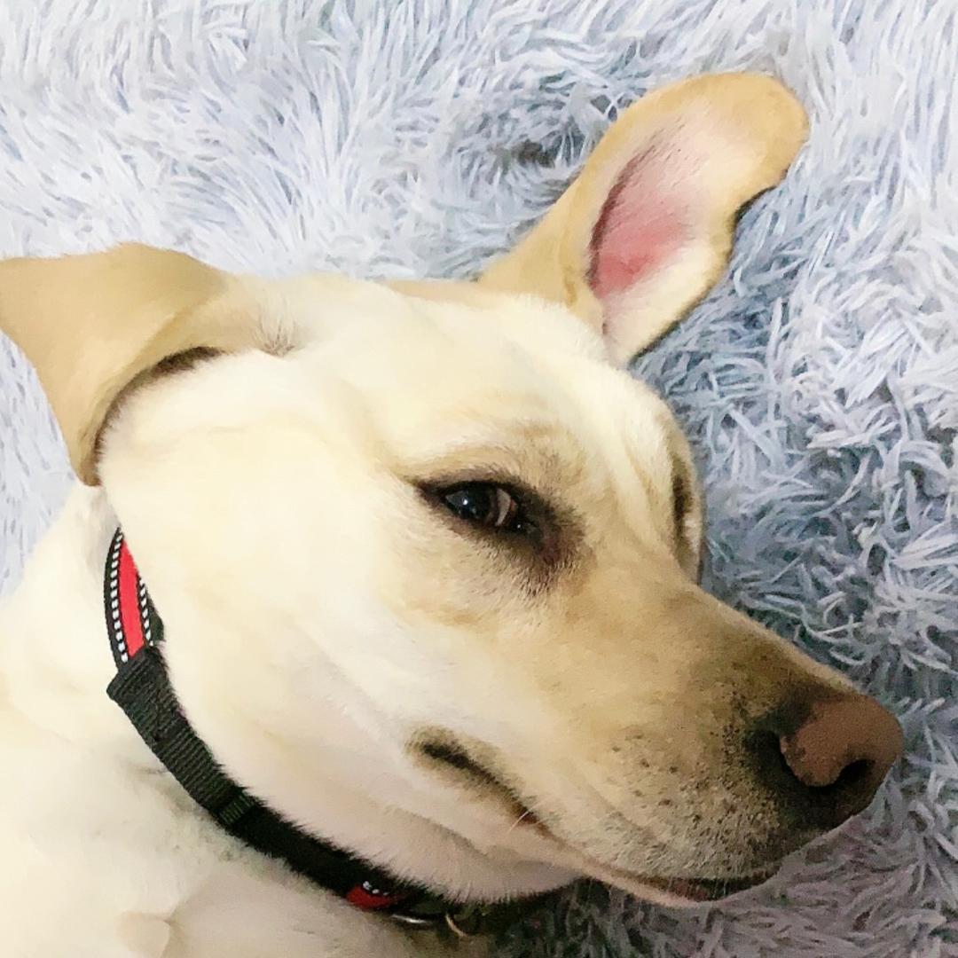 家有萌宠🥰LUCKY