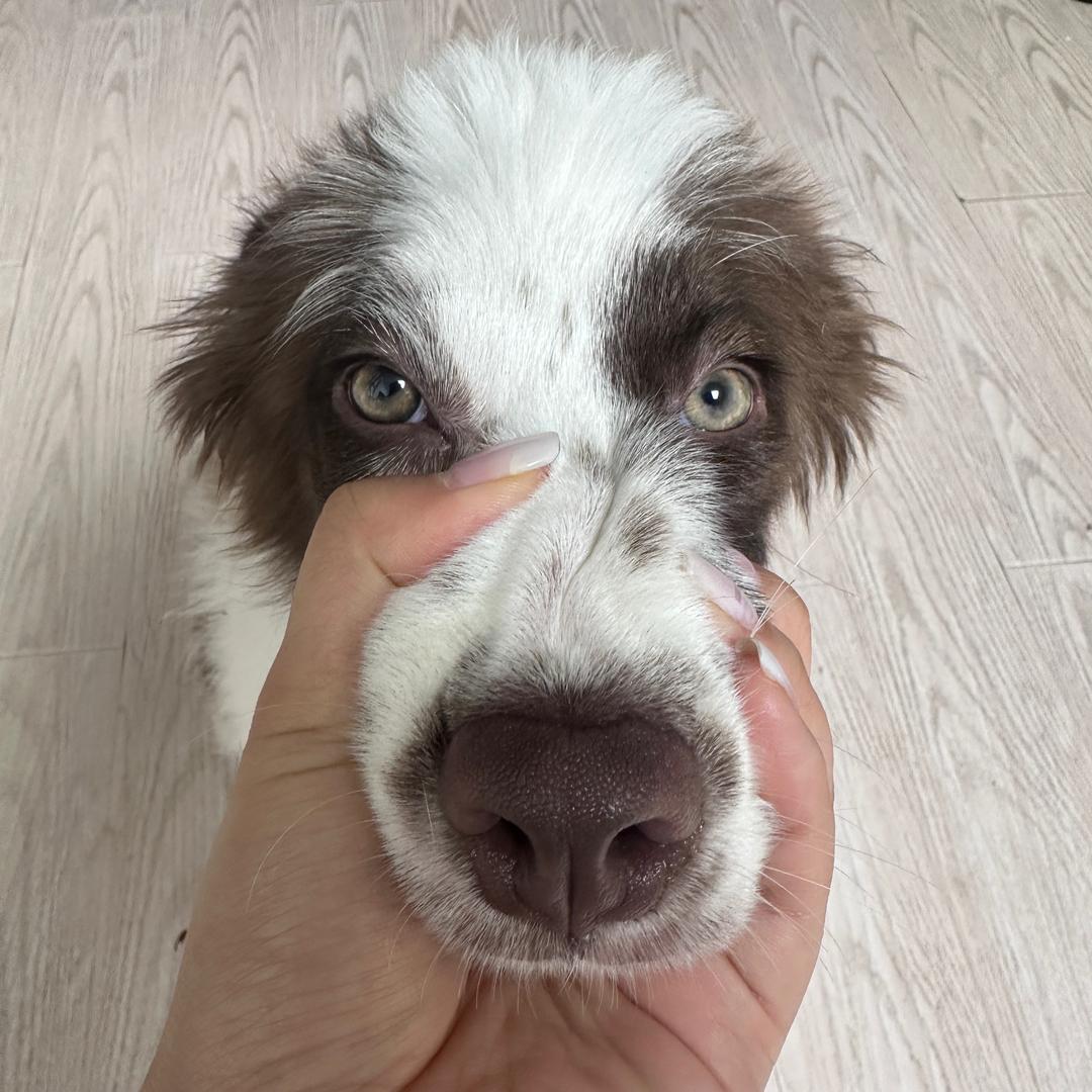 Amber是小琥珀