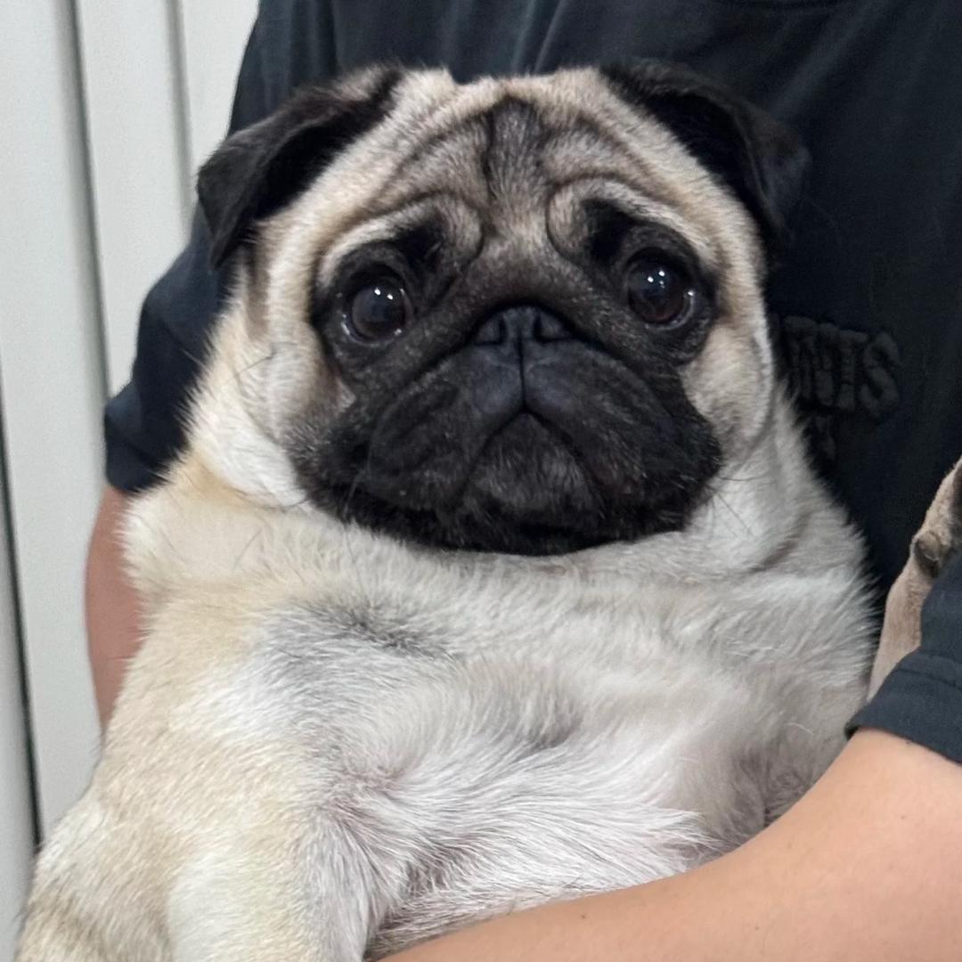 带鱼不是黛玉🌸