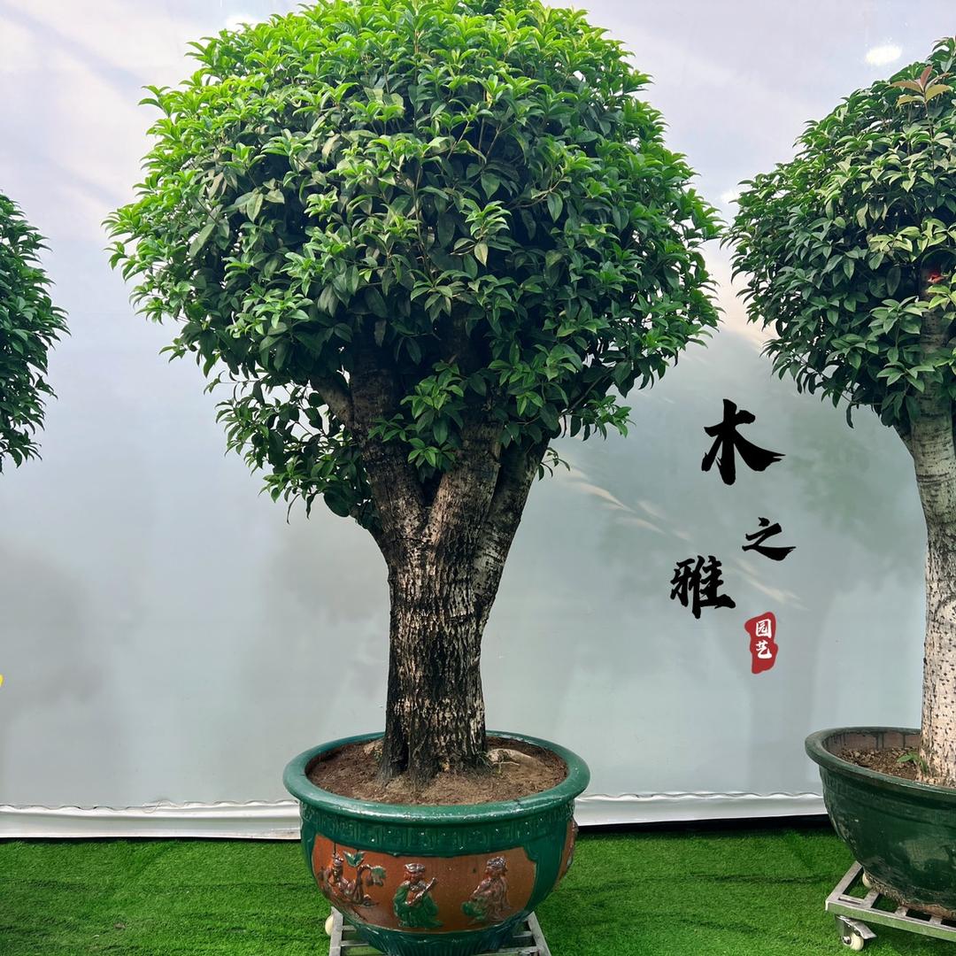 木之雅园艺