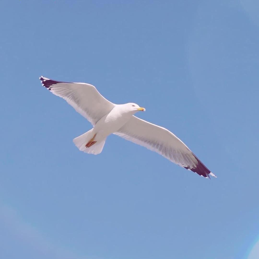 雄鹰🦅展翅