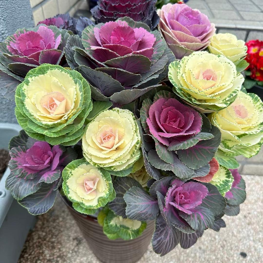 花痴姐姐