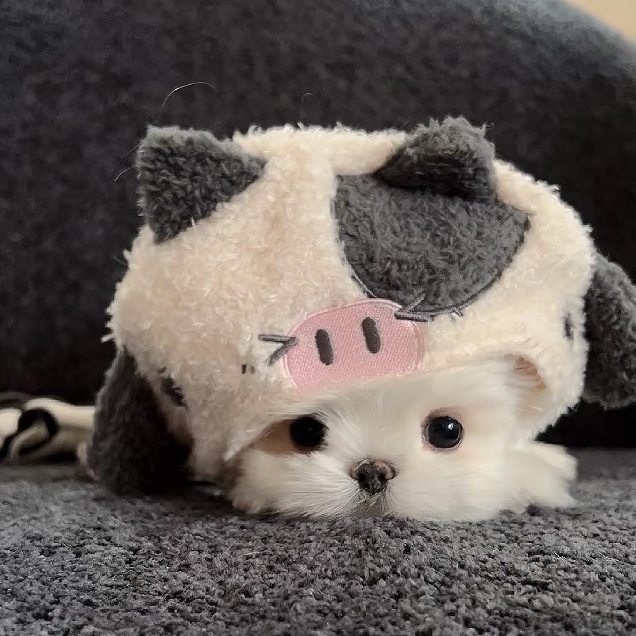 莓莓梅🍓
