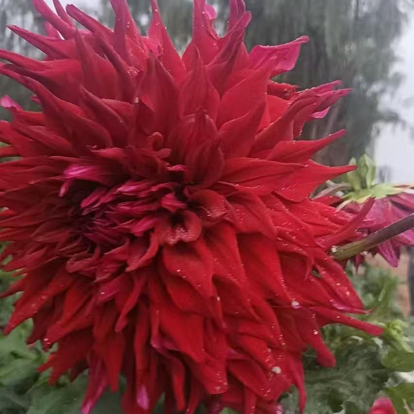 大丽花花卉园艺精选店