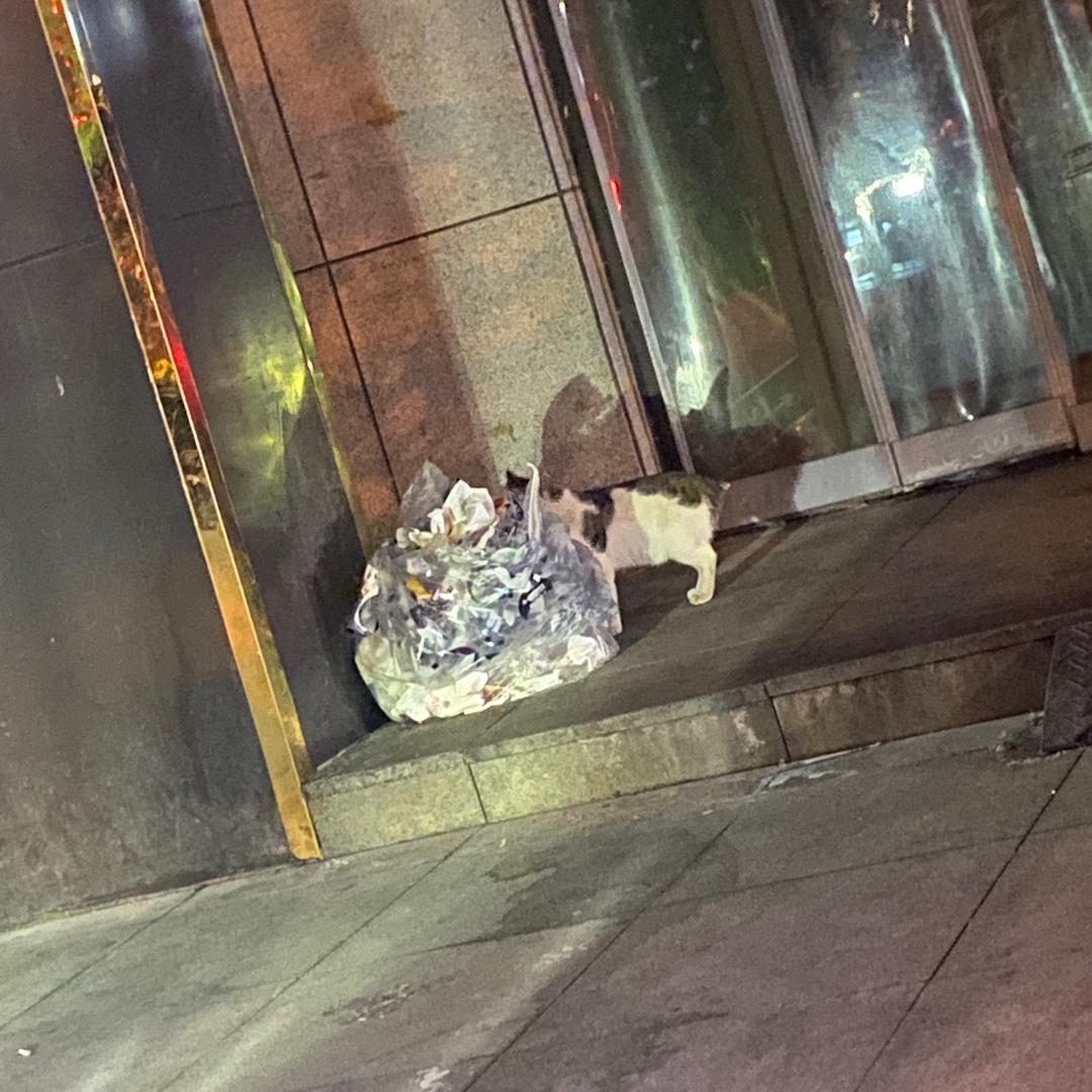 小狗怎么老戴帽子