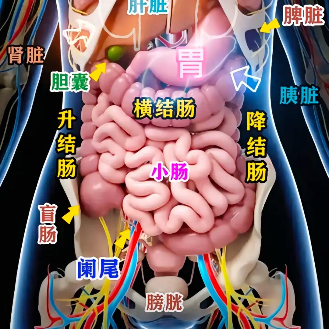 杨老师讲胃