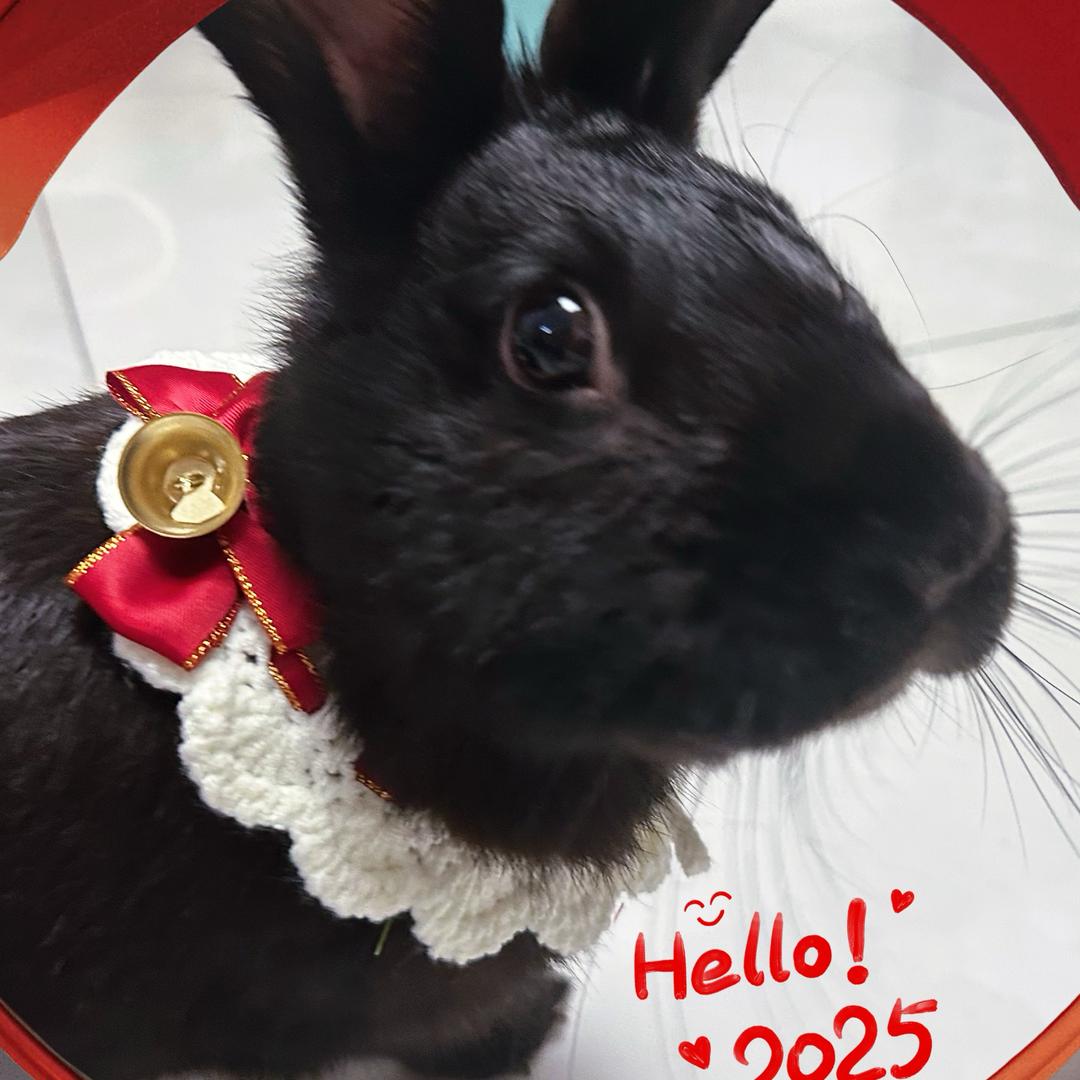 🐰那咋了