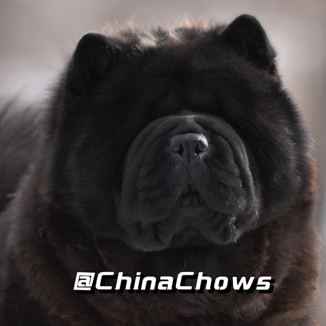美巧巧松狮ChinaChows