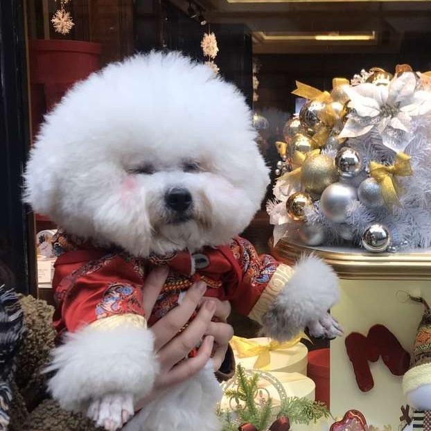 家有狗蛋三小只