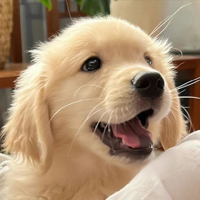 金毛 拉布拉多犬