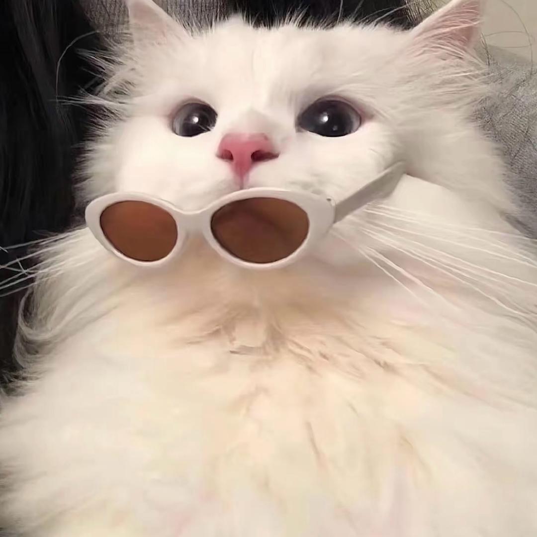 呆呆小羊