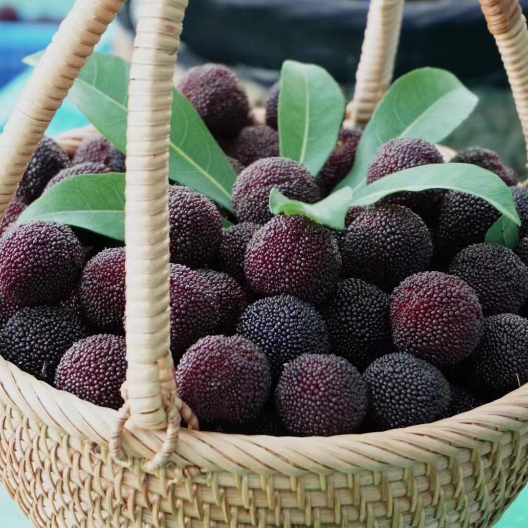 仙居小陈卖杨梅