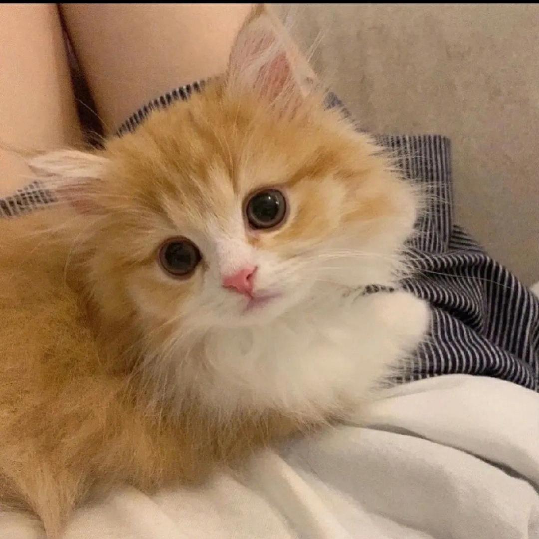 ❤️贝贝
