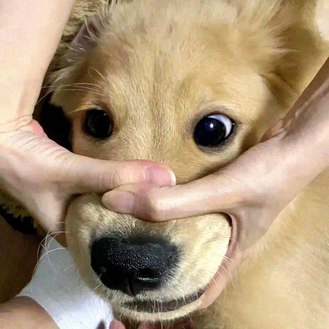 嘉了个七