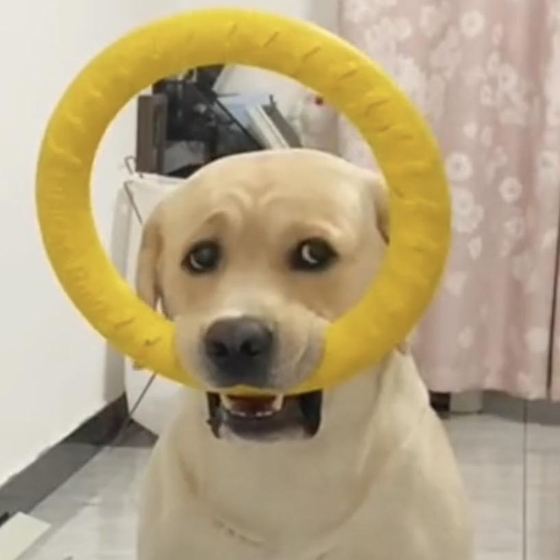 蛋壳拉的多
