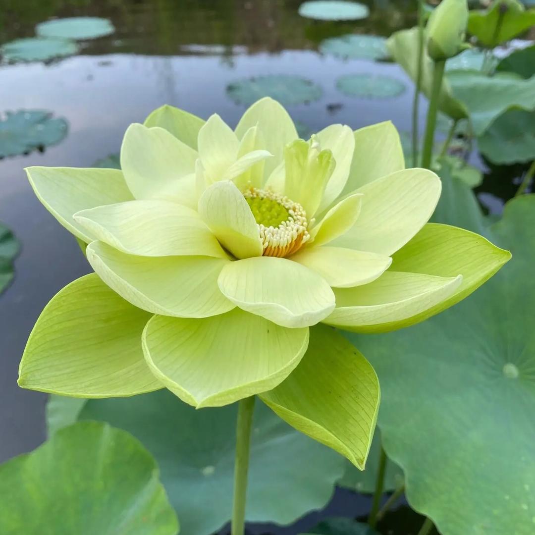 富贵笑口常开