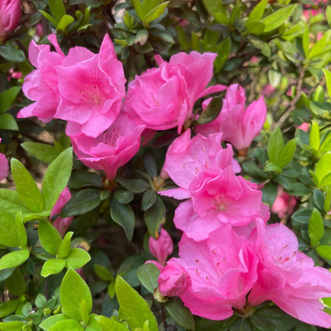 静听花开