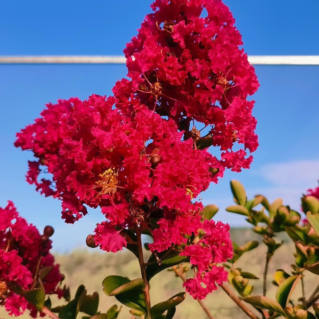 百叶树宿迁墨洋园林绿化有限公司花卉专卖店