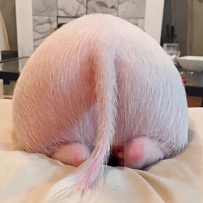 菠萝王子