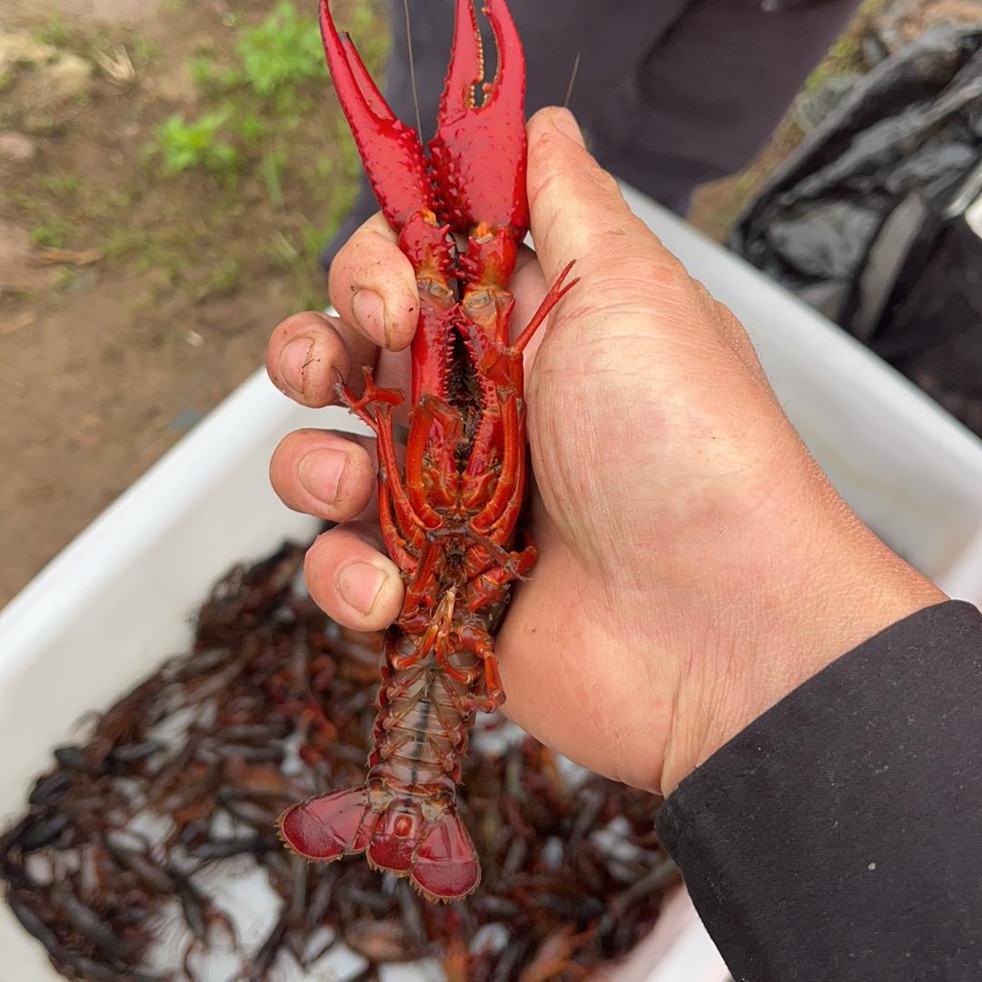 溪心龙虾垂钓园