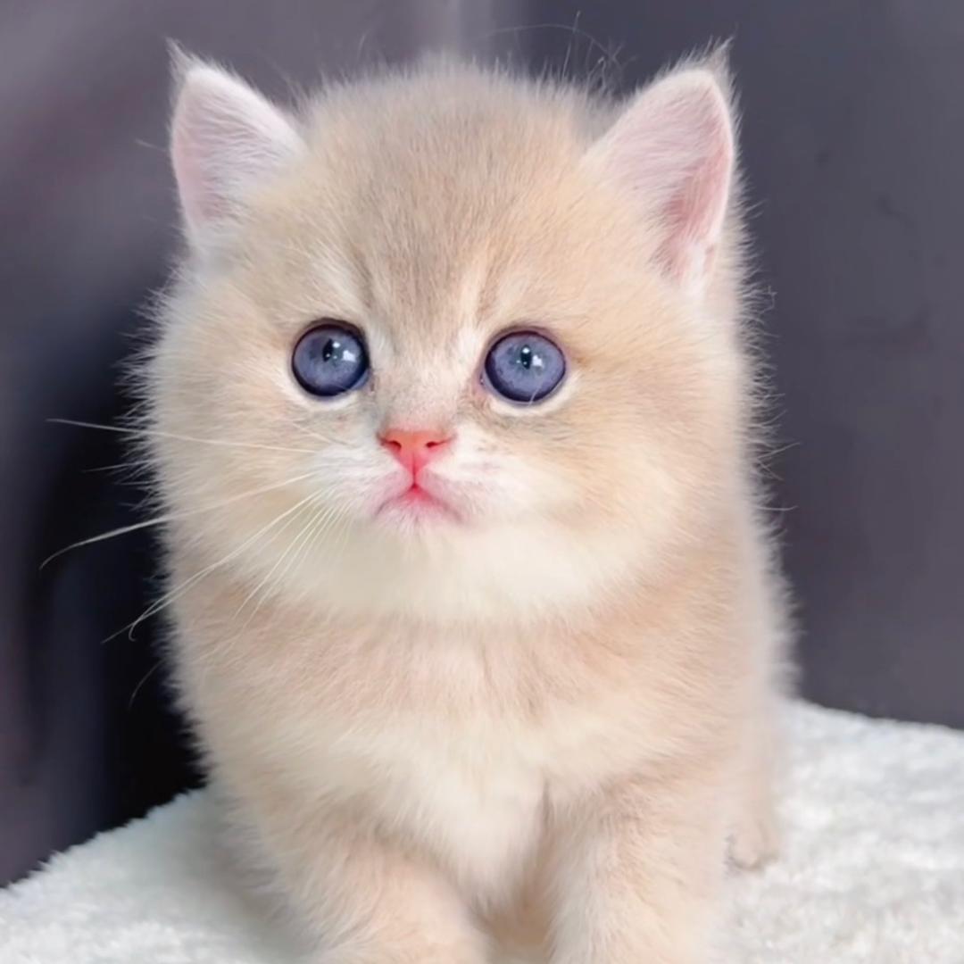 实壮·说说猫直播