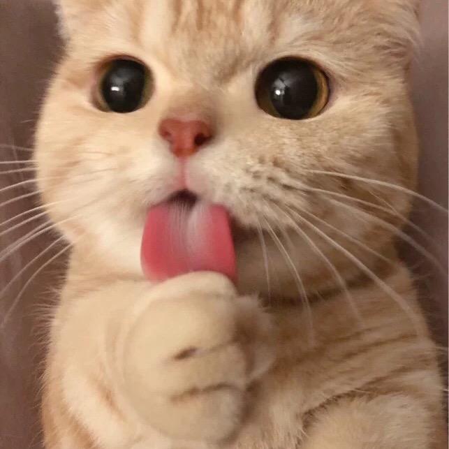 清新崽.
