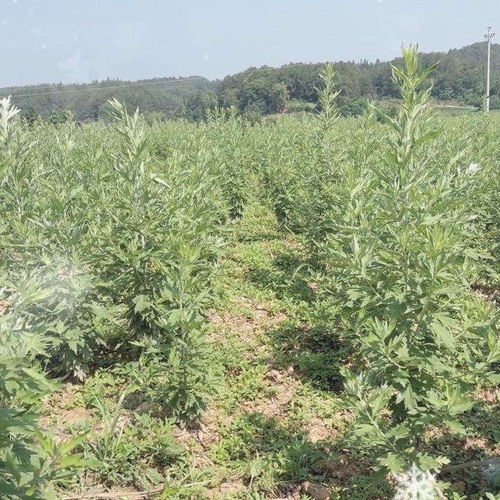 涪陵区山大村村民委员会（神仙桥所在地）