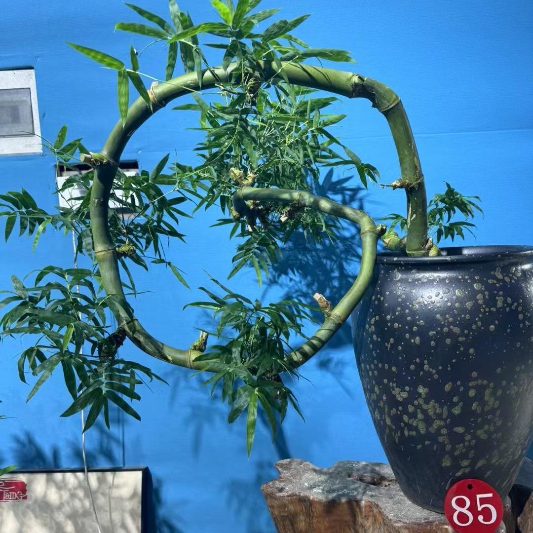小洪簕竹园