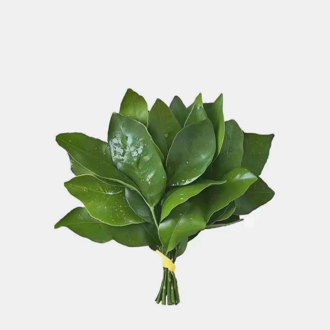 不吃豆芽😇