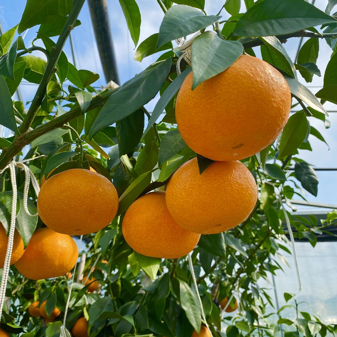 芯芯家象山红美人果园