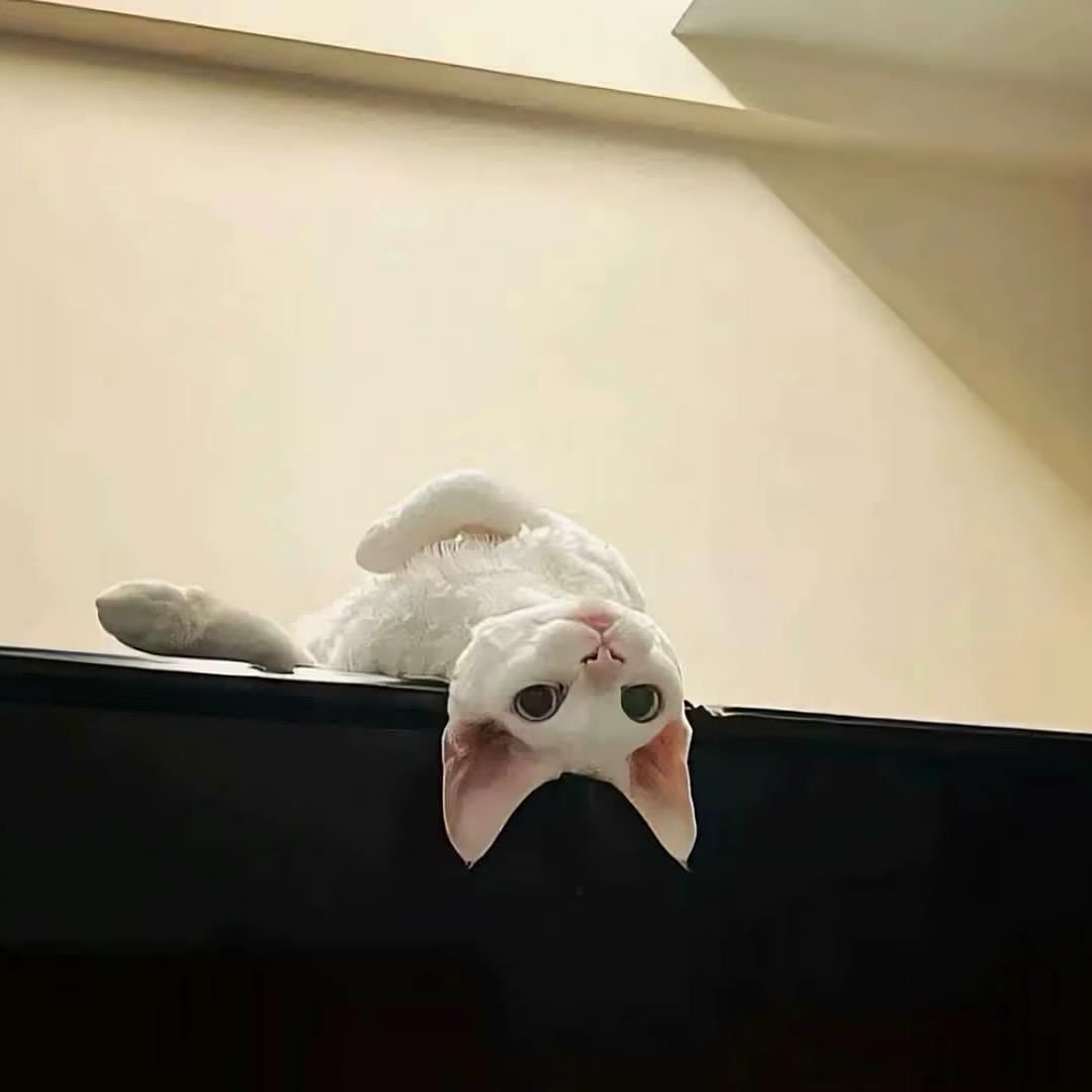 椰椰